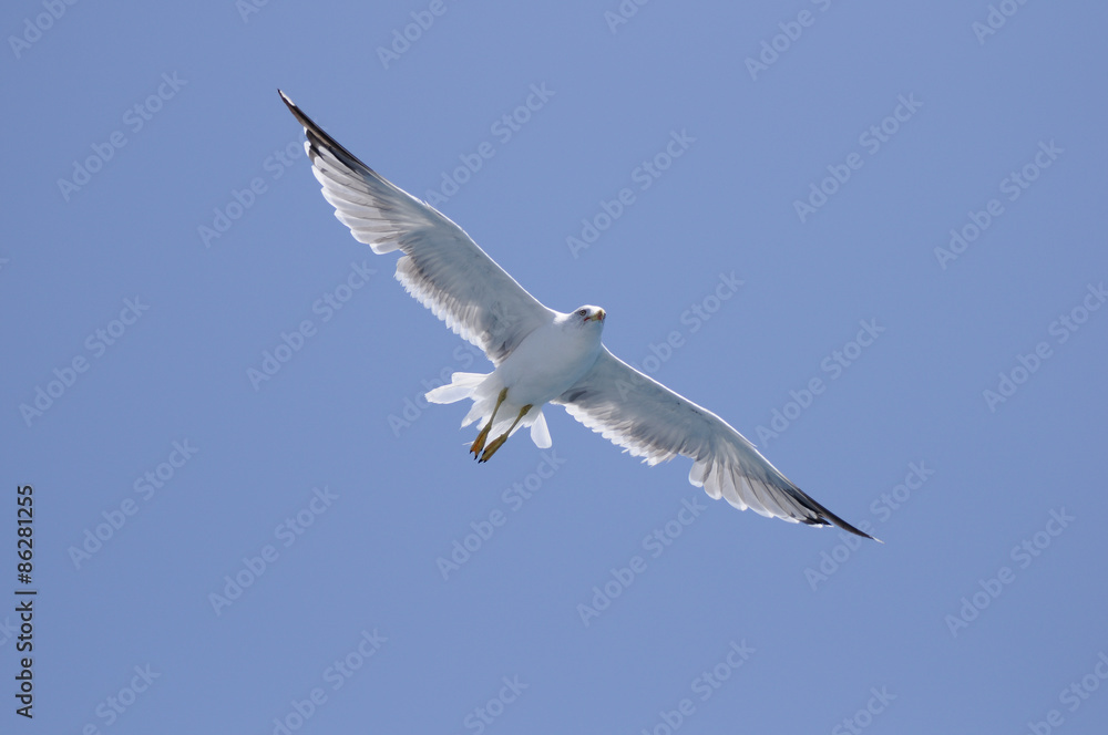 Photography of a flying seagull on a blue sky Photography of a flying seagull on a blue sky