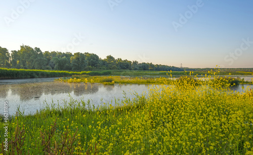 Wild flowers along a lake in summer at sunrise