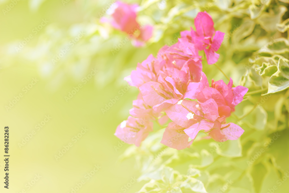 Blurry flower background.