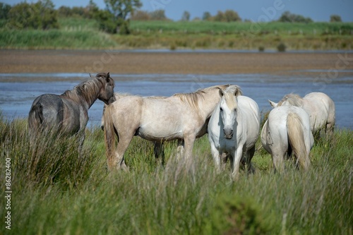 Cavallo Camargue