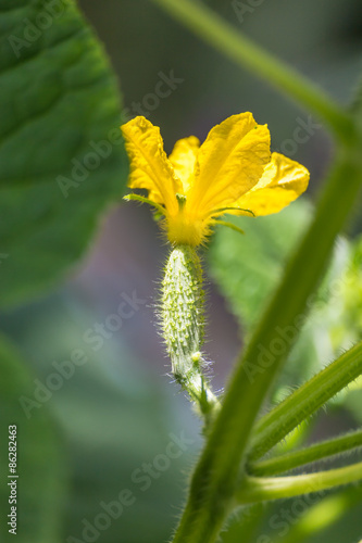 Young cucumber flowering in the greenhouse