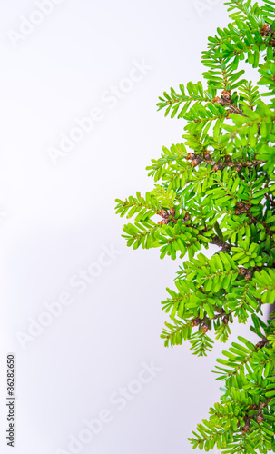 bonsai on white background
