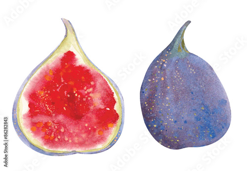 Vector watercolor figs