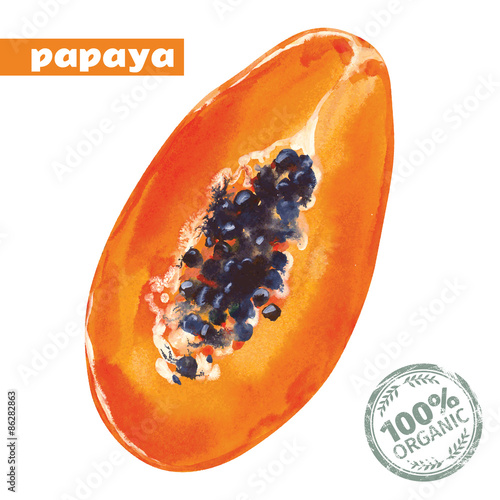Vector watercolor papaya