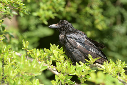 Carrion Crow, Corvus corone