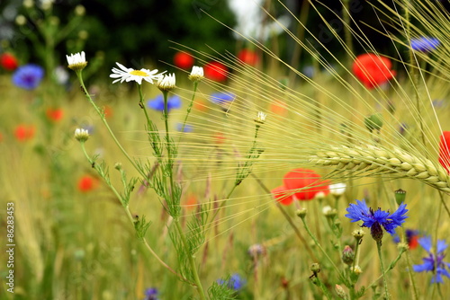 Fototapeta Naklejka Na Ścianę i Meble -  Getreidefeld mit Mohnblumen und Kornblumen