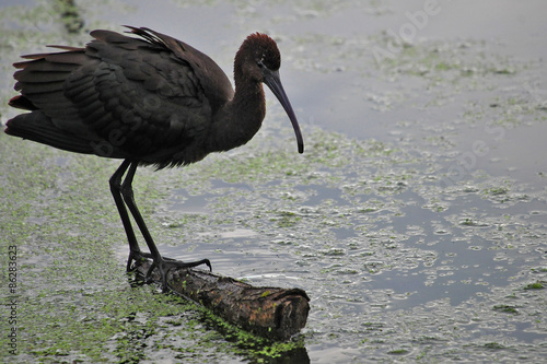 Brauner Sichler (Plegadis falcinellus) photo