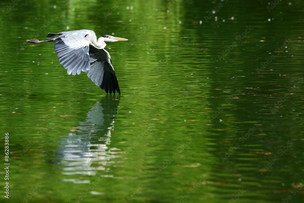 A heron in the Viennese citypark A heron in the Viennese citypark