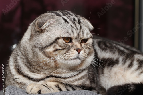 British Shorthair Cat © leomalsam