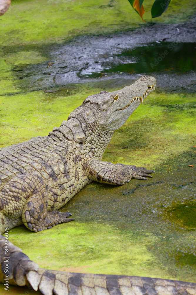 Crocodile Crocodile