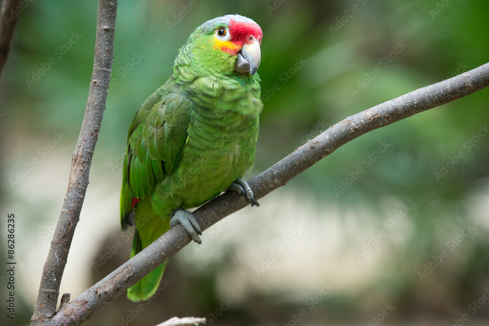 parrot parrot