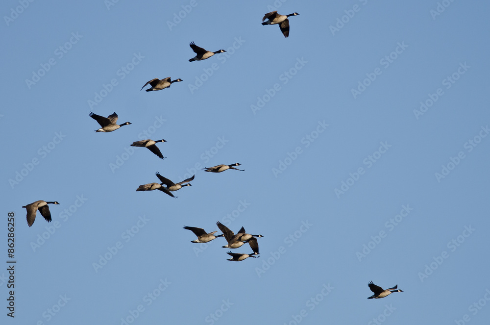 Obraz premium Flock of Canada Geese Flying in a Blue Sky