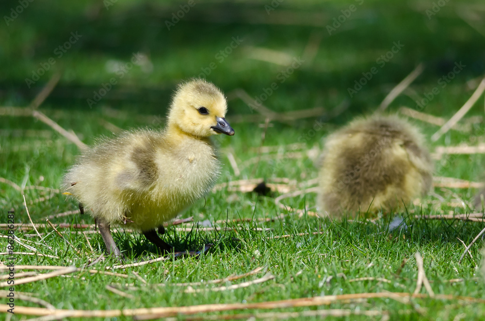 Adorable Little Gosling Looking for Food in the Green Grass