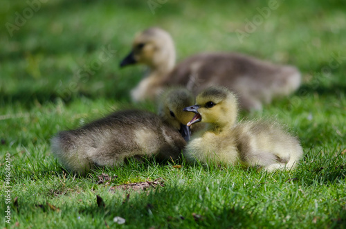 Two Adorable Little Goslings Resting in the Green Grass