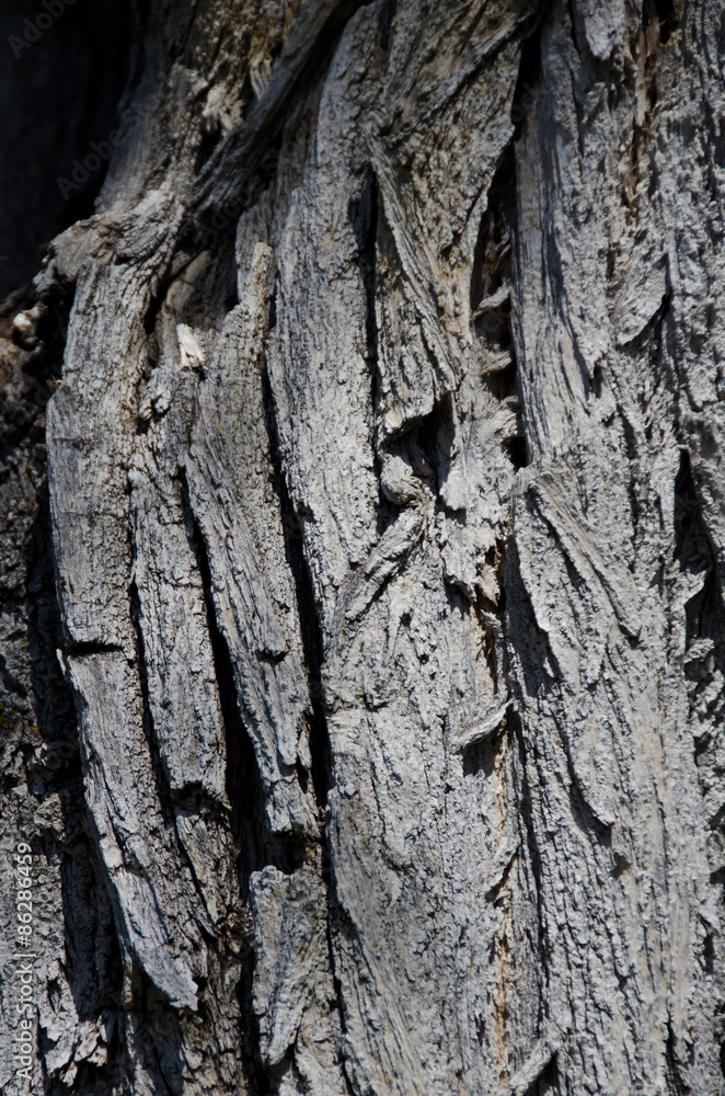 Nature Abstract: Textured Tree Bark Background Nature Abstract: Textured Tree Bark Background