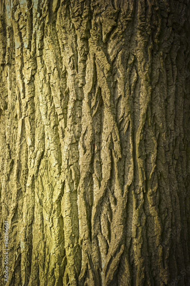 Obraz premium Deutsche Eiche-Textur 