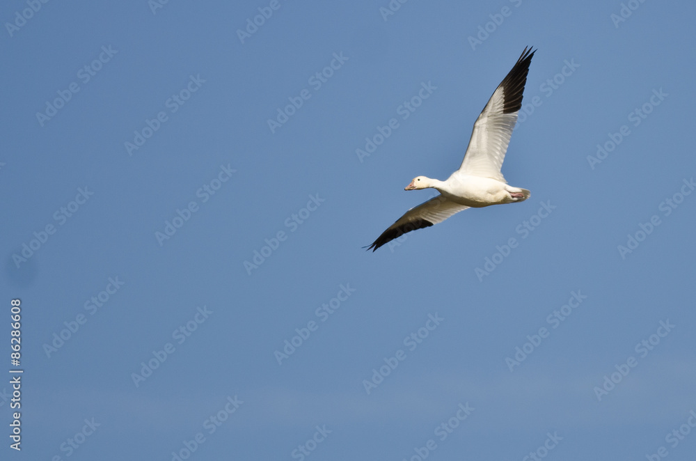 Lone Snow Goose Flying in a Blue Sky
