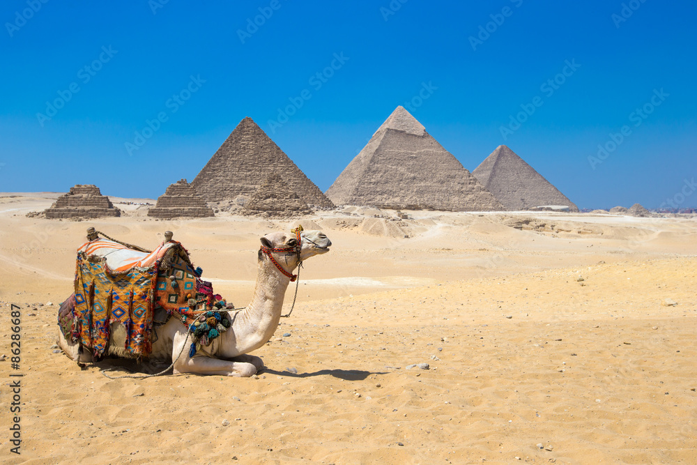 Giza in Cairo, Egypt. - obrazy, fototapety, plakaty 