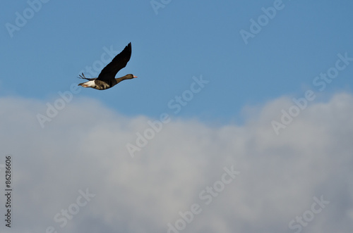 Greater White-Fronted Goose Flying High Above the Clouds