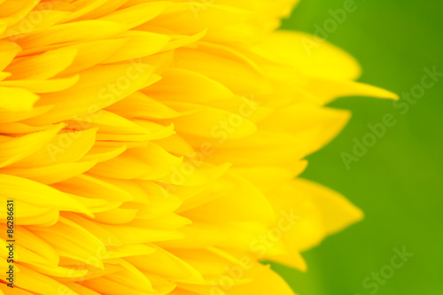 Sunflower petals close up with green background