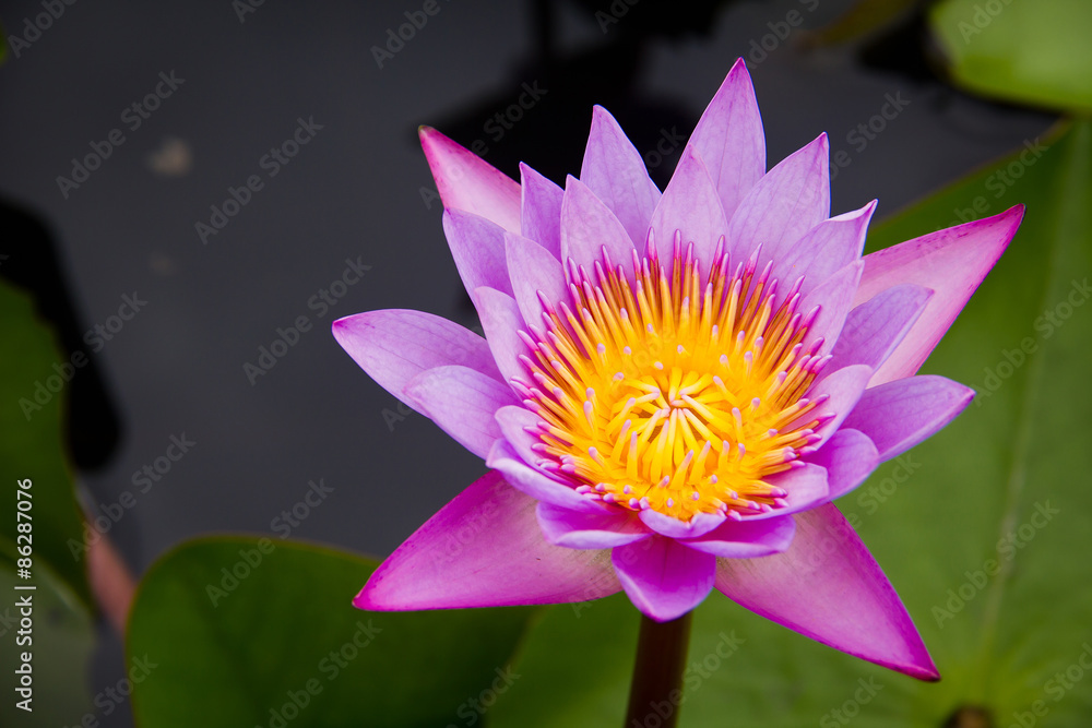 Pink Water Lily or lotus