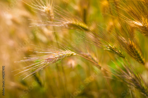 Close-up of a barley ears in summer time at sunshine.