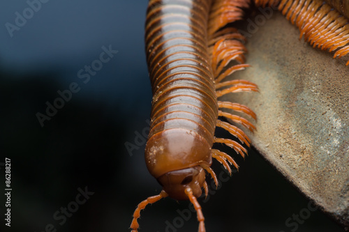 Vászonkép close up of the millipede walking