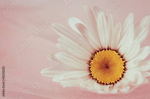 white gerber flower