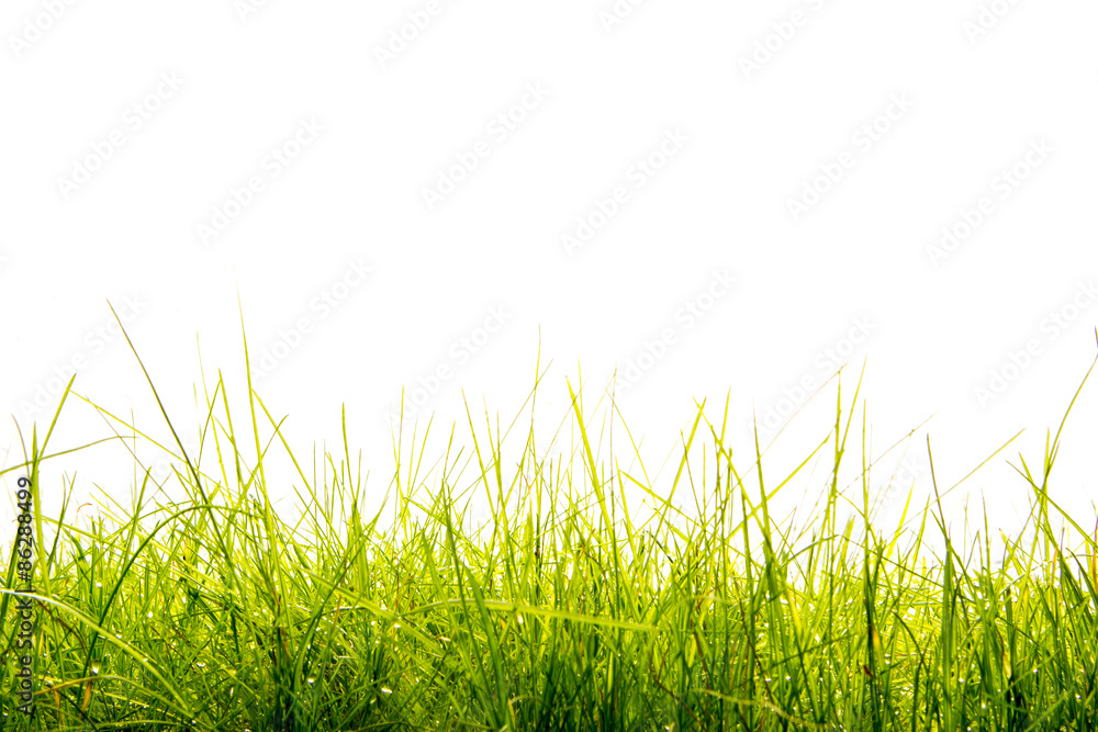 Fototapeta premium Sommerwiese
