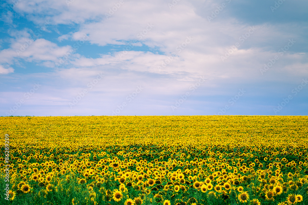 Green Field Green Field
