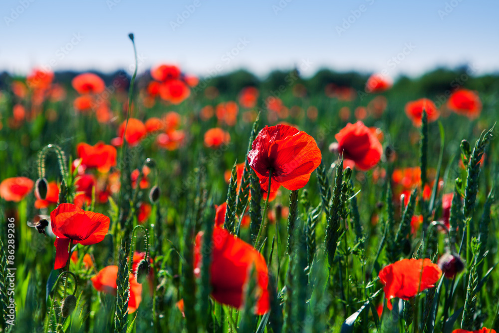 Obraz premium red poppy field
