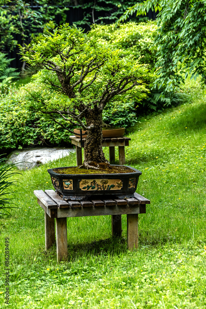 Japanese motives in beautiful Albert Kahn Park. Paris