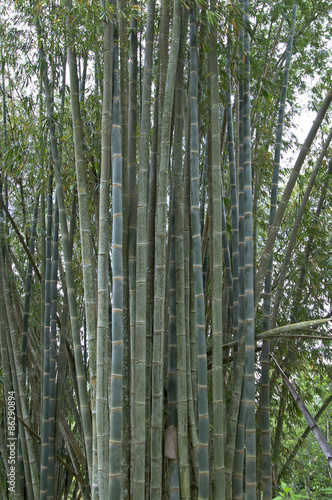 Bamboo in jungle Flores Indonesia