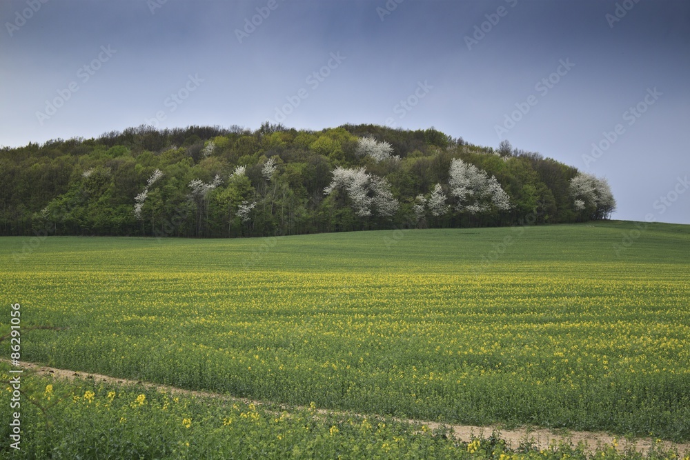 Summer landscape with yellow rape field