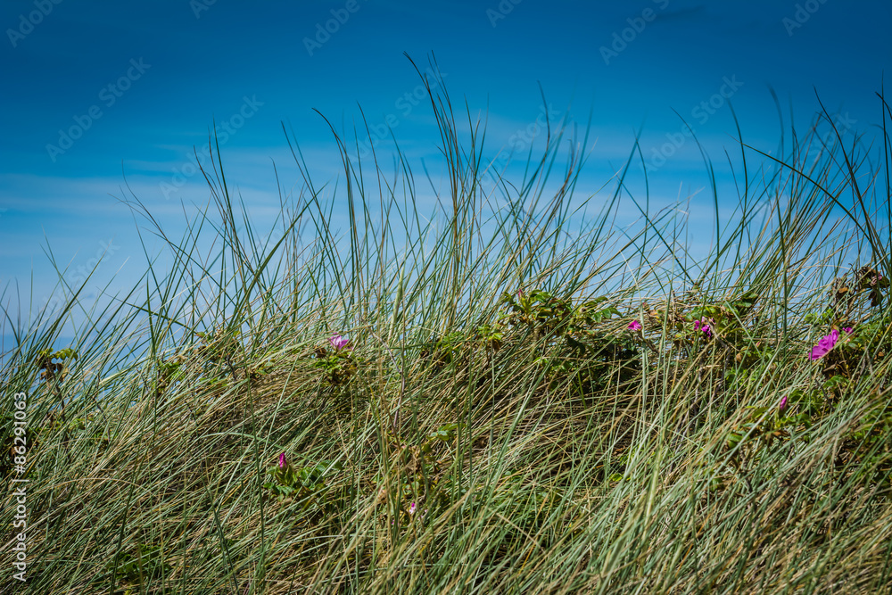 Strandhafer und Dünen an der Nordsee