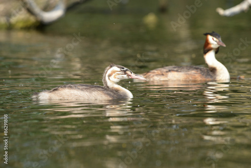 Great Crested Grebe with nestling.