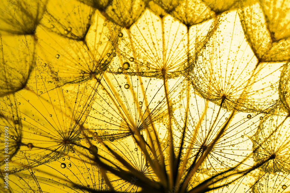 close up of dandelion on the golden background