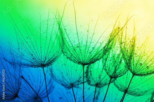 close up of dandelion on the colorful background #86292021