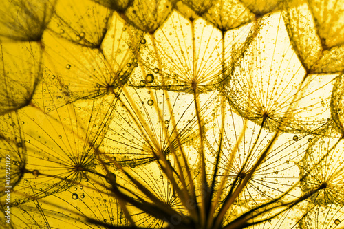 close up of dandelion on the golden background