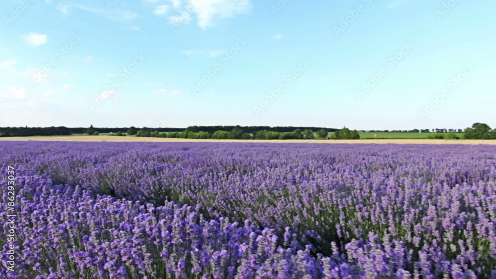 POV, walking on a field with lavender plants at sunset. Personal perspective of view, steady cam shot. POV, walking on a field with lavender plants at sunset. Personal perspective of view, steady cam shot.