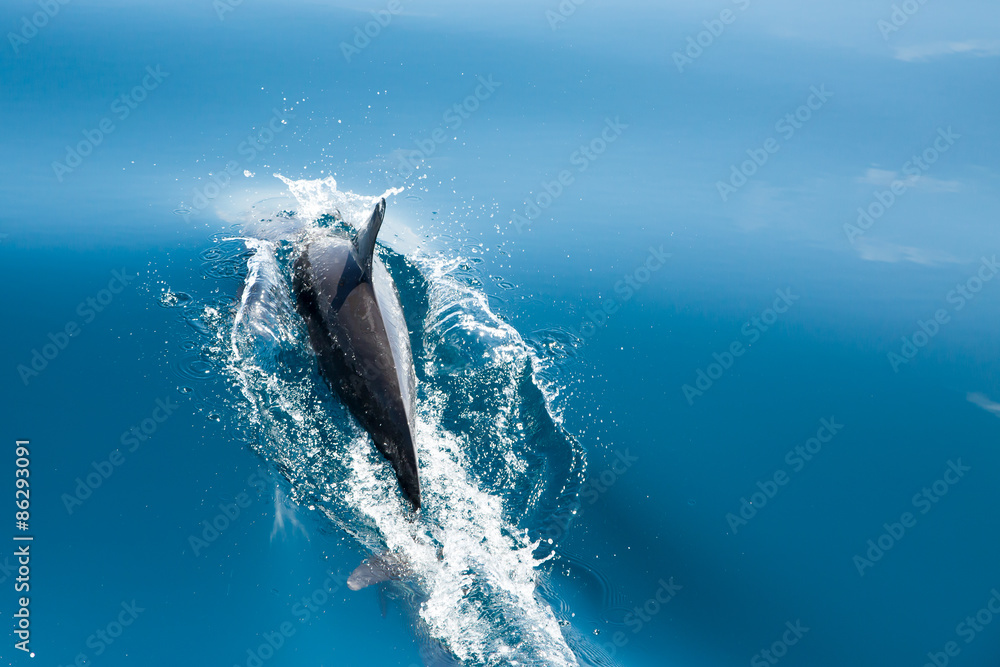Obraz premium Delfin im Meer