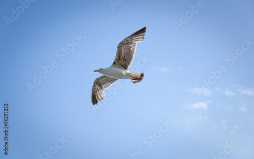A flying Seagull. Mediterranean sea.