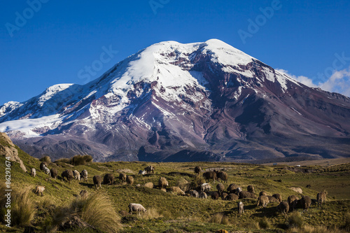 Chimborazo volcano and sheep