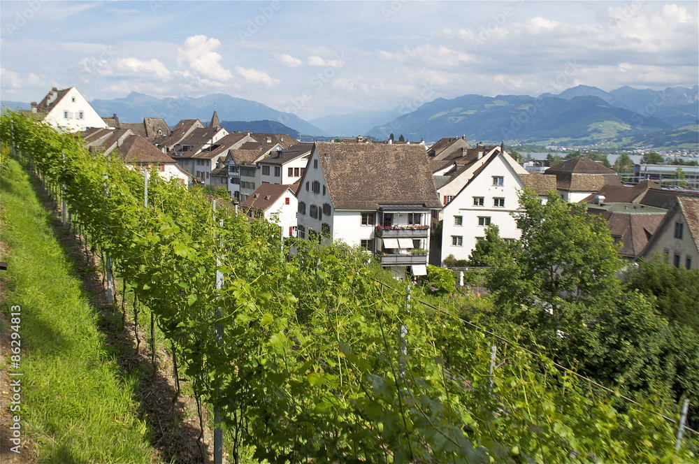 Blick vom Schlosspark - Rapperswil mit Weinreben Blick vom Schlosspark - Rapperswil mit Weinreben