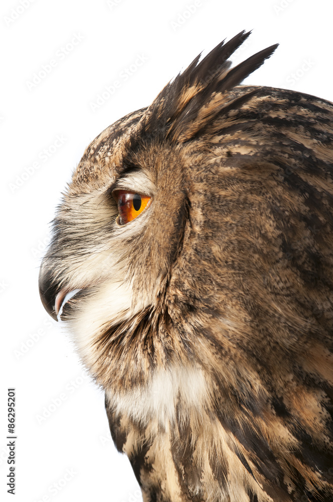 Fototapeta premium beautiful Eurasian eagle-owl