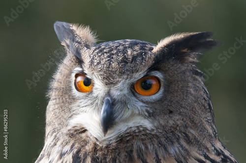 beautiful Eurasian eagle-owl