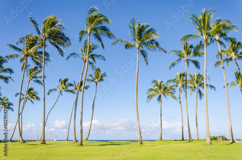 Coconut Palm trees on the Poipu beach in Hawaii