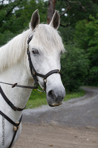 Portrait of a horse