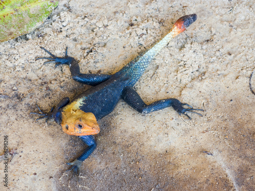 agama lizard