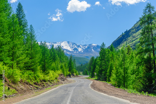 Road passing among high pinetrees in Altai in summer